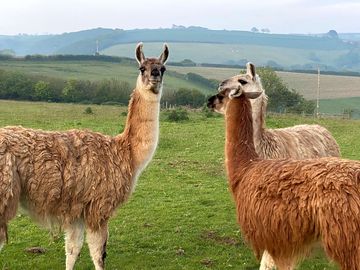 Llamas just having a chat