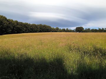 Pitches all along the sides of the old pasture