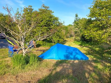 Wilder pitches in walnut orchard (added by manager 14 jul 2023)