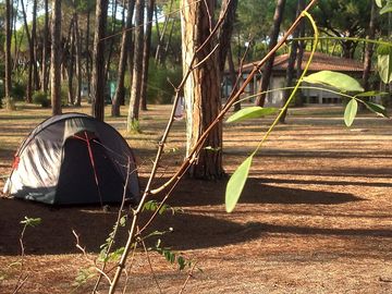 Tent pitched in the pinewood