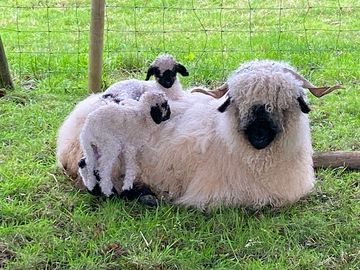 Cute valais blacknose ewe and lambs