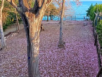 In march, the site is covered with blossoms