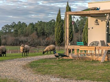 Free-range sheep and peacocks