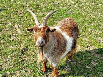 Benny, a goat at vann farm (added by manager 11 apr 2021)