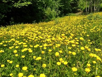A carpet of flowers during may (added by manager 01 jun 2023)