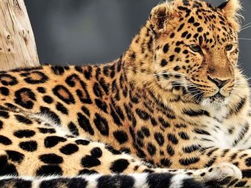 Leopards at yorkshire wildlife park