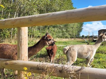 Alpacas surrounding the huts