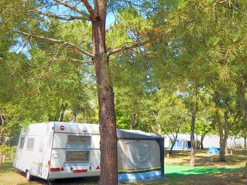 Caravan pitch under the trees