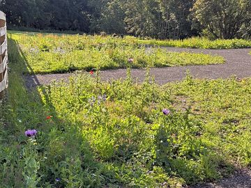 Hardstanding pitches with natural areas around