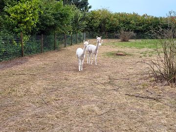 Alpacas