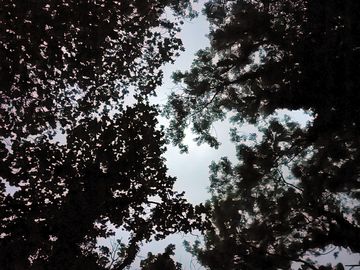 Woodland