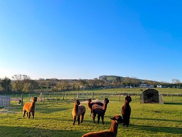 The alpacas