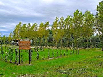 The greenery around the pitches