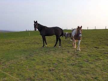 Horses on the site (added by manager 12 jul 2021)