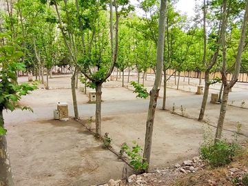 Pitches lined with trees