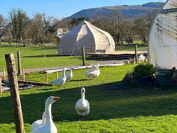 View of pet geese, tent for rent and farleton knott in the background (added by manager 23 apr 2024)