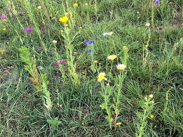 Wild flowers in the meadow