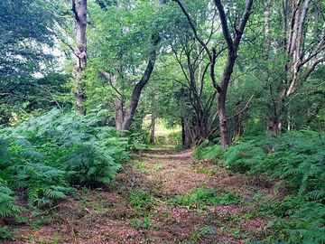 Walk into the ancient woodland surrounding the camping meadow