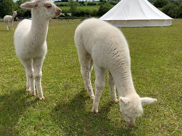 Baby alpacas (added by manager 25 jun 2022)