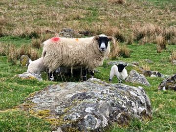 Sheep are everywhere on the farmland around the properties
