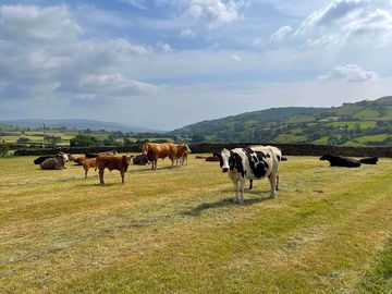 Cows grazing