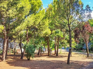 Tree-shaded pitches