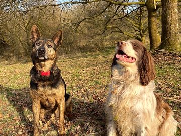 Two very friendly dogs on site, enjoying the local walks. (added by manager 03 mar 2021)