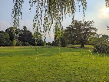 Flat pitches surrounded by trees – oak, yew, ash, pine, beech, chestnut, willow and more
