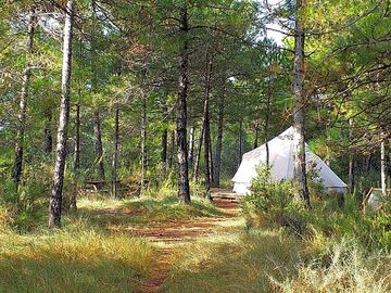 Tent amid the trees