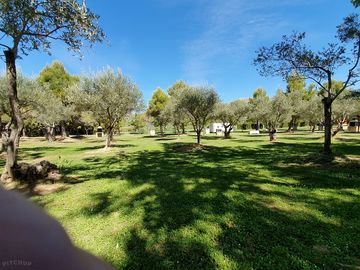 Grass pitches partially shaded by olive trees