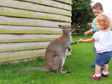 Meet the animals
