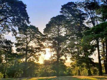 Sun through the trees