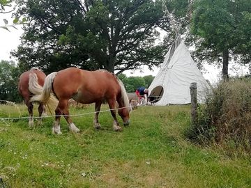 Tipi surrounded by horses (added by manager 17 jun 2021)