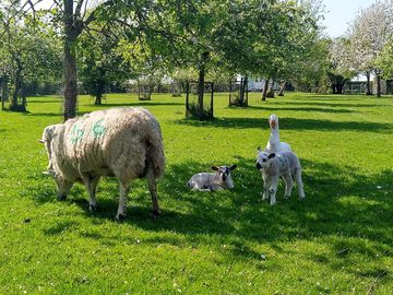 Spring lambs under the apple trees (added by manager 04 jan 2024)