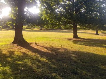 Pitches among the trees