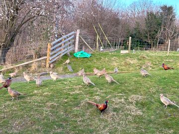 Our pheasant friends