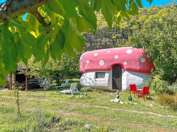 Mushroom house