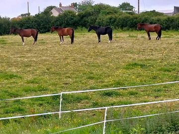 Horses in the next field