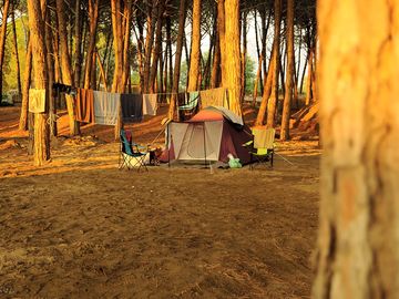 Spacious tent pitches in the pine grove (added by manager 08 may 2016)
