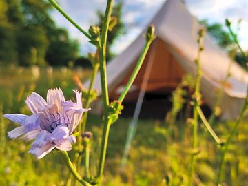 Bell tent in herbal pasture with chicory flowers