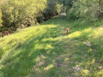 Dog-friendly site with woodland walks