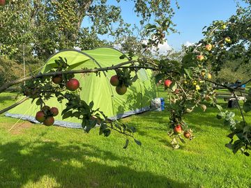 Camping amongst the apple trees
