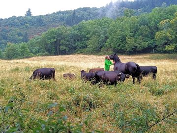 Notre troupeau de vaches avec notre cheval dans une prairie. (added by manager 08 mar 2024)
