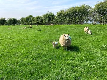 Sheep on the farm (added by manager 16 apr 2024)