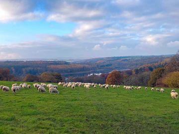 Some fo the breeding ewes at the farm