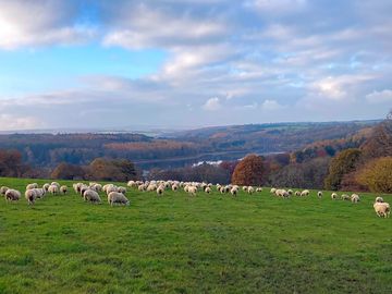 Some fo the breeding ewes at the farm (added by manager 24 jul 2023)