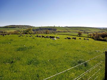 Cows grazing