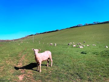 Sheep graze on the camping field in spring (added by manager 09 apr 2024)