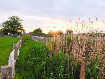 Eco reed field next to the pond (added by reddingdarling 25 may 2015)