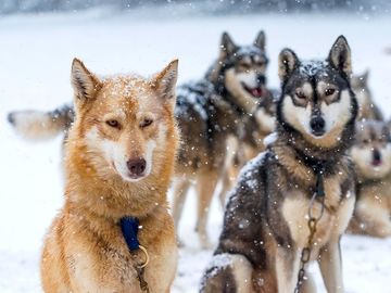 Huskies sibériens